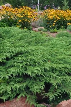 Siberian Spreading Cypress (Microbiota Decussata) - 1 Gallon Pot -Shrub Plant Shop microbiota decussata siberian spreading cypress 5