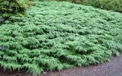 Siberian Spreading Cypress (Microbiota Decussata) - 1 Gallon Pot -Shrub Plant Shop microbiota decussata siberian spreading cypress 7