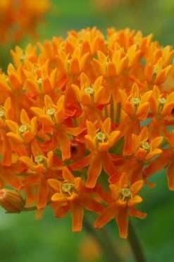 Orange Butterfly Milkweed (Asclepias Tuberosa) - 6 Pack Of 2.5 Quart Pots -Shrub Plant Shop milkweed butterfly weed