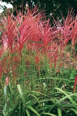 Flame Grass (Miscanthus 'Purpurascens') - 6 Pack Of 1 Gallon Pots -Shrub Plant Shop miscanthus purpurascens flame grass 1