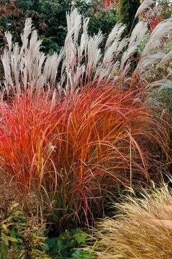 Flame Grass (Miscanthus 'Purpurascens') - 6 Pack Of 1 Gallon Pots -Shrub Plant Shop miscanthus purpurascens flame grass 10
