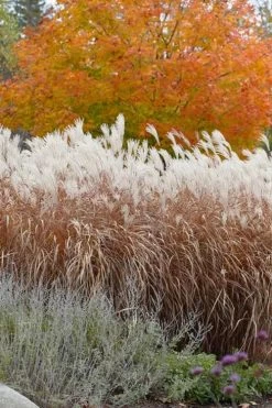 Flame Grass (Miscanthus 'Purpurascens') - 6 Pack Of 1 Gallon Pots -Shrub Plant Shop miscanthus purpurascens flame grass 4