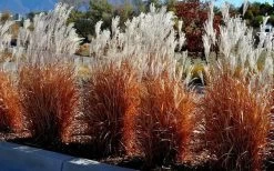 Flame Grass (Miscanthus 'Purpurascens') - 6 Pack Of 1 Gallon Pots -Shrub Plant Shop miscanthus purpurascens flame grass 5