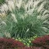 Little Kitten Dwarf Maiden Grass - Miscanthus Sinensis - 2 Gallon Pot