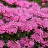 Bubblegum Blast Bee Balm (Monarda) - 1 Gallon Pot