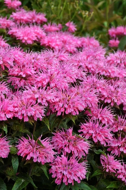 Bubblegum Blast Bee Balm (Monarda) - 1 Gallon Pot 1 Bubblegum Blast Bee Balm (Monarda) - 1 Gallon Pot