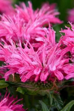 Bubblegum Blast Bee Balm (Monarda) - 1 Gallon Pot 7 Bubblegum Blast Bee Balm (Monarda) - 1 Gallon Pot -Shrub Plant Shop monarda bubblegum blast pink bee balm 2