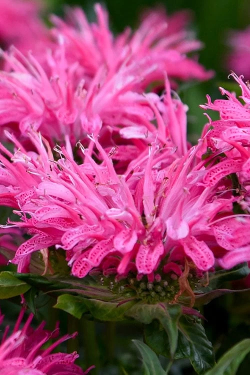 Bubblegum Blast Bee Balm (Monarda) - 1 Gallon Pot 4 Bubblegum Blast Bee Balm (Monarda) - 1 Gallon Pot - Image 4