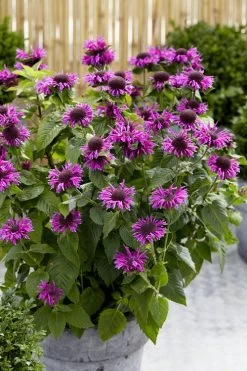 Bee-You Bee Free Bee Balm (Monarda) - 1 Gallon Pot -Shrub Plant Shop monarda hybrid bee free bee balm 3