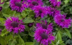 Bee-You Bee Free Bee Balm (Monarda) - 1 Gallon Pot -Shrub Plant Shop monarda hybrid bee free bee balm 9