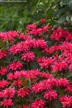 Cherry Pops Bee Balm (Monarda) - 1 Gallon Pot -Shrub Plant Shop monarda sugar buzz cherry pops bee balm 1