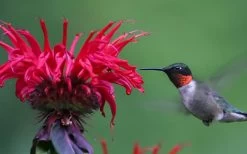 Cherry Pops Bee Balm (Monarda) - 1 Gallon Pot -Shrub Plant Shop monarda sugar buzz cherry pops bee balm 3