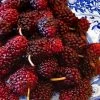 Red Mulberry Tree (Morus Rubra) - 3 Gallon Pot