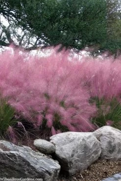 Pink Muhly Grass - Cotton Candy Grass - 1 Gallon Pot -Shrub Plant Shop muhlenbergia capillaris pink muhly cotton candy grass 202 1