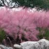 Pink Muhly Grass - Cotton Candy Grass - 3 Gallon Pot