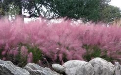 Pink Muhly Grass - Cotton Candy Grass - 3 Gallon Pot -Shrub Plant Shop muhlenbergia capillaris pink muhly cotton candy grass 204