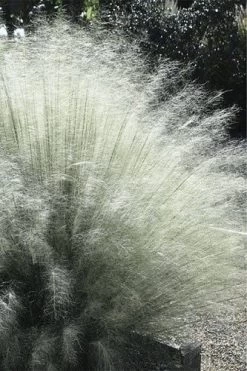 White Cloud Muhly Grass - 3 Gallon Pot -Shrub Plant Shop muhlenbergia capillaris white cloud muhly grass 101 thumbnail