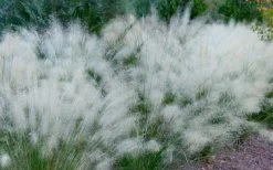 White Cloud Muhly Grass - 8 Pack Of 1 Gallon Pots -Shrub Plant Shop muhlenbergia capillaris white cloud muhly grass 102 1