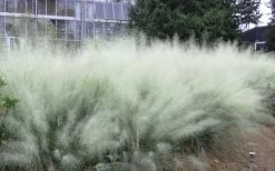 White Cloud Muhly Grass - 3 Gallon Pot -Shrub Plant Shop muhlenbergia capillaris white cloud muhly grass 103