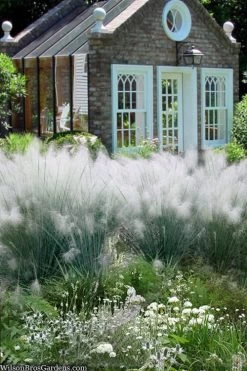 White Cloud Muhly Grass - 8 Pack Of 1 Gallon Pots -Shrub Plant Shop muhlenbergia capillaris white cloud muhly grass 108 1