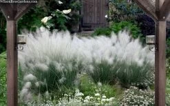 White Cloud Muhly Grass - 3 Gallon Pot -Shrub Plant Shop muhlenbergia capillaris white cloud muhly grass 109