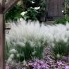 White Cloud Muhly Grass - 8 Pack Of 1 Gallon Pots