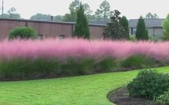 Pink Muhly Grass - Cotton Candy Grass - 2 Gallon Pot -Shrub Plant Shop muhly grass pink 70 2