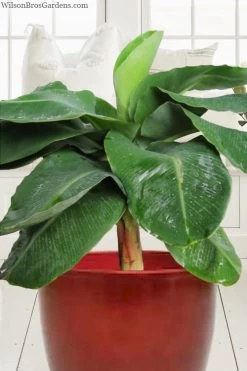 Little Prince Banana Plant - 1 Gallon Pot -Shrub Plant Shop musa little prince dwarf banana plant 1
