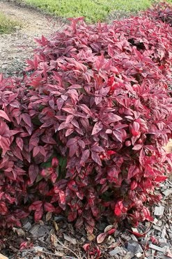 Blush Pink Nandina - 3 Gallon Pot -Shrub Plant Shop nandina blush pink 2 500x750 1