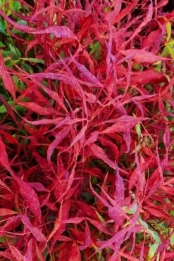 Bonfire Dwarf Nandina (Heavenly Bamboo) - 3 Gallon Pot -Shrub Plant Shop nandina bonfire 101