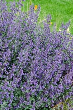 Six Hills Giant Catmint (Nepeta) - 5 Pack Of Quart Pots -Shrub Plant Shop nepeta six hills giant catmint 1