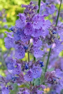 Six Hills Giant Catmint (Nepeta) - 5 Pack Of Quart Pots -Shrub Plant Shop nepeta six hills giant catmint 10