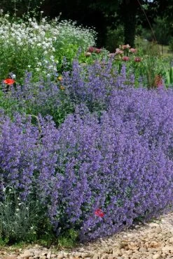 Six Hills Giant Catmint (Nepeta) - 5 Pack Of Quart Pots -Shrub Plant Shop nepeta six hills giant catmint 2