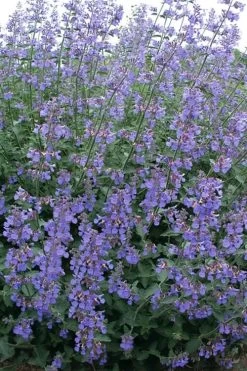 Six Hills Giant Catmint (Nepeta) - 5 Pack Of Quart Pots -Shrub Plant Shop nepeta six hills giant catmint 7