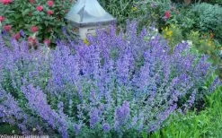 Six Hills Giant Catmint (Nepeta) - 5 Pack Of Quart Pots -Shrub Plant Shop nepeta six hills giant catmint 8