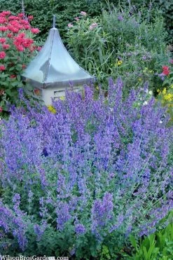 Six Hills Giant Catmint (Nepeta) - 5 Pack Of Quart Pots -Shrub Plant Shop nepeta six hills giant catmint 9