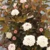 Aloutte Ninebark (Physocarpus) - 2 Gallon Pot