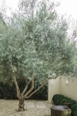 Arbequina Olive Tree - 7 Gallon Pot (5-6') -Shrub Plant Shop olive tree arbequina 4