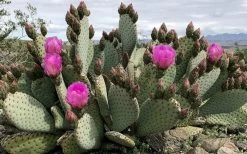 Beavertail Prickly Pear Cactus - 3 Gallon Pot -Shrub Plant Shop opuntia basilaris beavertail prickly pear cactus 2
