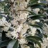 Fortune's Cold Hardy Tea Olive (Fragrant Osmanthus) - 3 Gallon Pot