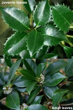 Fortune's Cold Hardy Tea Olive (Fragrant Osmanthus) - 6 Pack Of 1 Gallon Pots -Shrub Plant Shop osmanthus fortunei fragrant tea olive 12 5