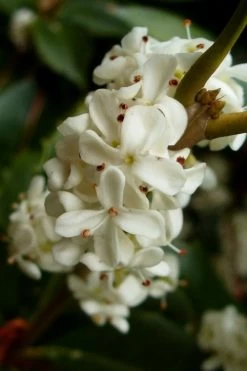 Fortune's Cold Hardy Tea Olive (Fragrant Osmanthus) - 3 Gallon Pot -Shrub Plant Shop osmanthus fortunei fragrant tea olive 2 1