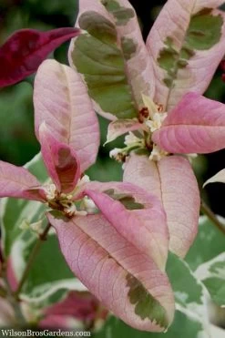 Pink Flush Variegated Tea Olive (Osmanthus Fragrans 'Yinbi Shuanghui') - 2 Gallon Pot -Shrub Plant Shop osmanthus frangrans yinbi shuangui variegated tea olive 10