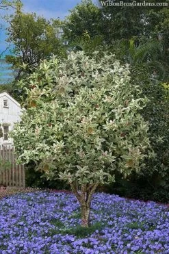 Pink Flush Variegated Tea Olive (Osmanthus Fragrans 'Yinbi Shuanghui') - 3 Gallon Pot -Shrub Plant Shop osmanthus frangrans yinbi shuangui variegated tea olive 8 1