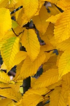 American Hop Hornbeam (Ostrya Virginiana) - 1 Gallon Pot -Shrub Plant Shop ostrya virginiana hophornbeam tree 11