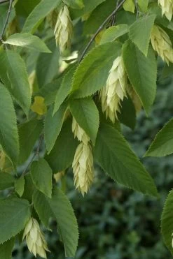 American Hop Hornbeam (Ostrya Virginiana) - 1 Gallon Pot -Shrub Plant Shop ostrya virginiana hophornbeam tree 6