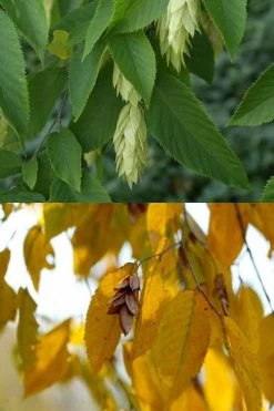American Hop Hornbeam (Ostrya Virginiana) - 1 Gallon Pot -Shrub Plant Shop ostrya virginiana hophornbeam tree 7