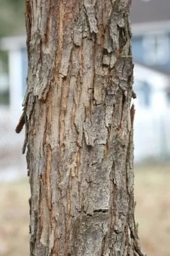 American Hop Hornbeam (Ostrya Virginiana) - 1 Gallon Pot -Shrub Plant Shop ostrya virginiana hophornbeam tree 8