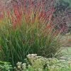 Rotstrahlbusch Red Switch Grass (Panicum Virgatum) - 8 Pack Of 1 Gallon Pots
