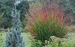 Rotstrahlbusch Red Switch Grass (Panicum Virgatum) - 8 Pack Of 1 Gallon Pots -Shrub Plant Shop panicum virgatum rotstrahlbusch switch grass 11